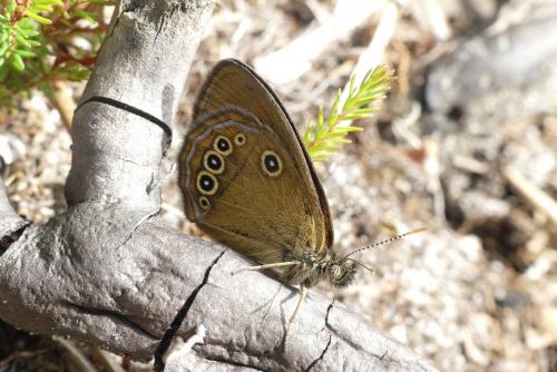 Réf. 232 760 : Coenonympha oedippus
